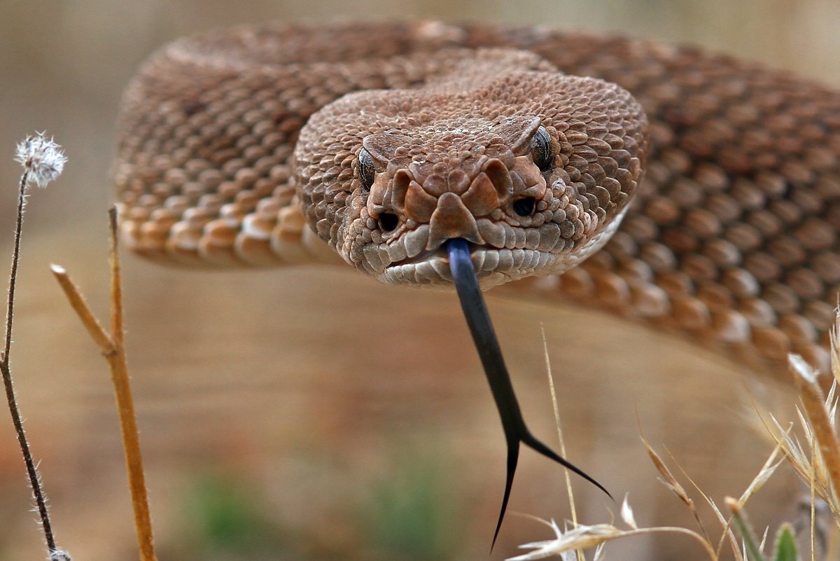 Гремучая змея голова