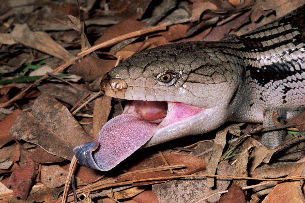 Королевская Кобра атакует