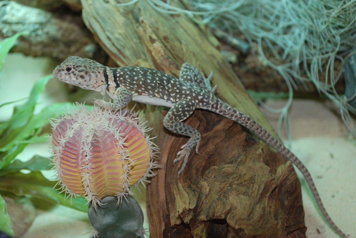 Агама шлемоносный Василиск