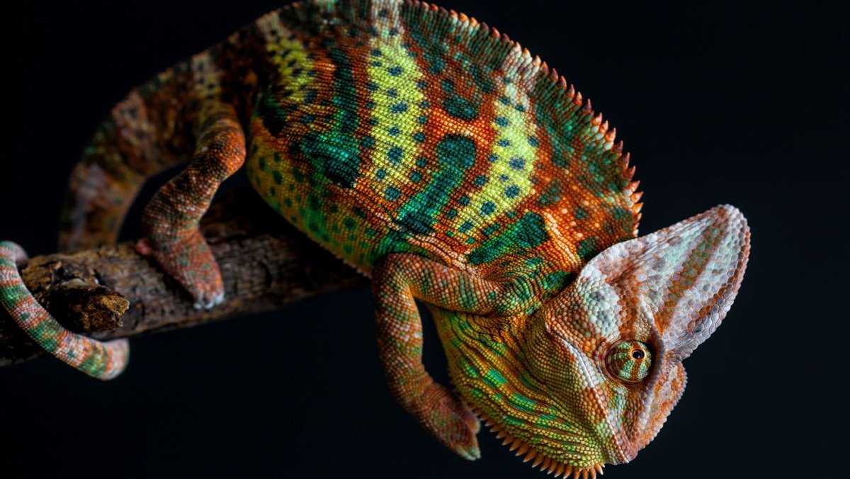 Йеменский хамелеон рахит