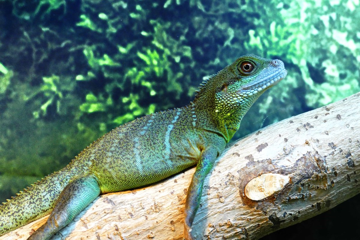 Якусимский геккон