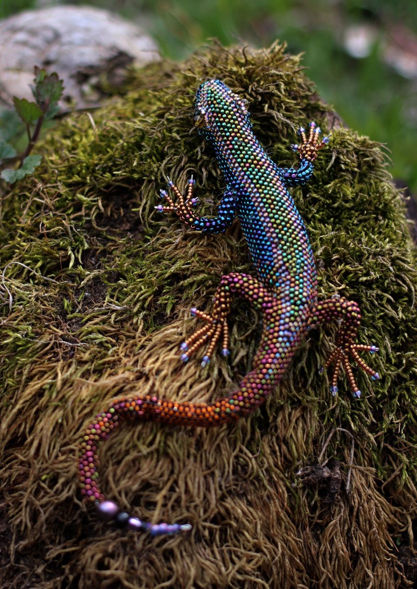 Чилийская игуана