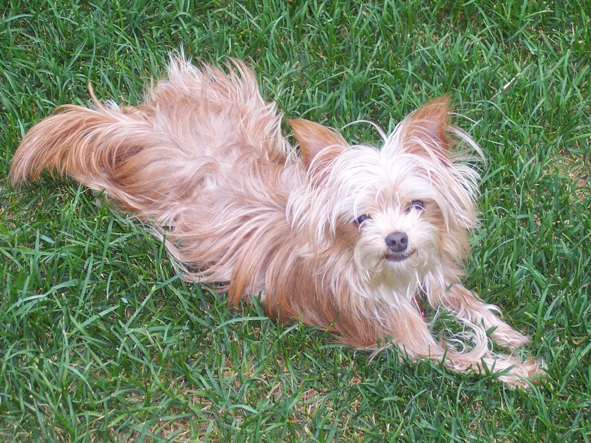 Йоркширский терьер чорки