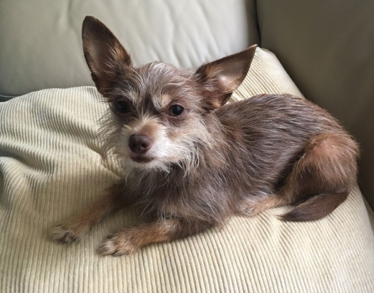 Чорки собака взрослая