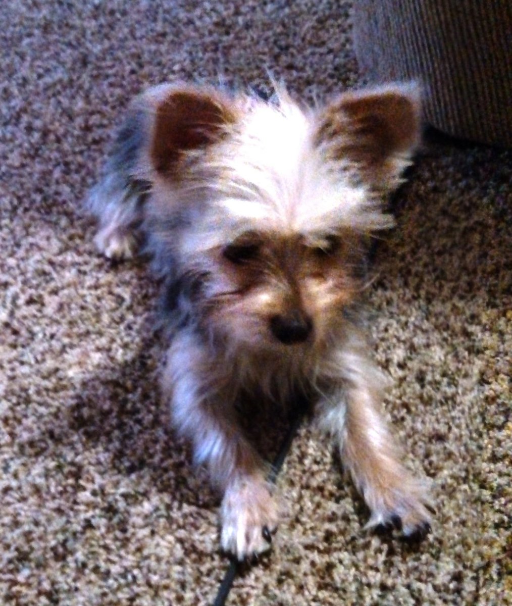 Йоркширский терьер метис