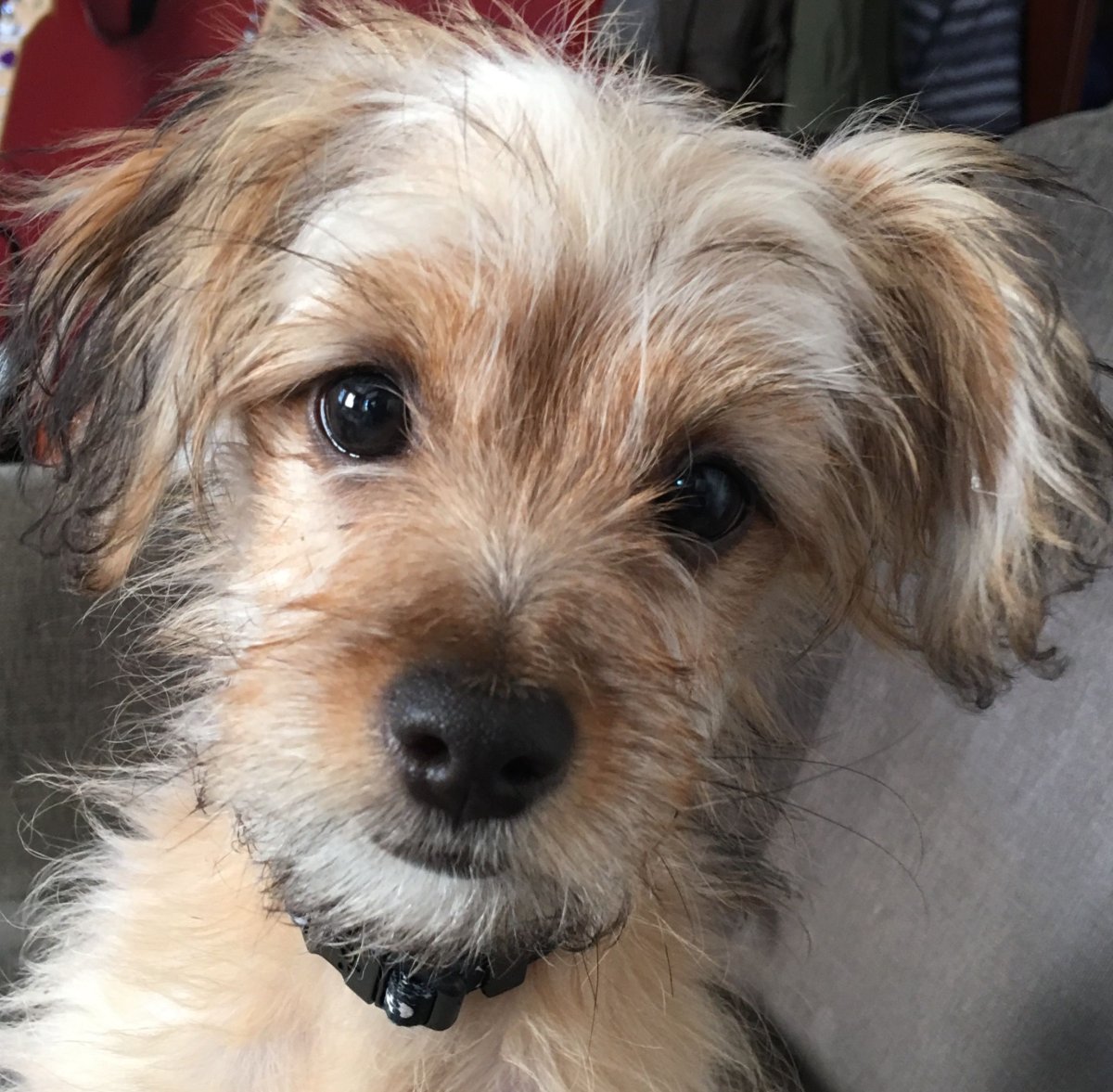 Денки чорки