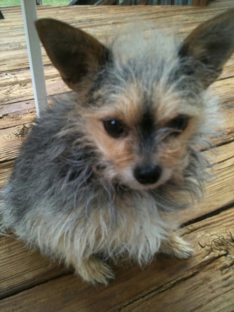 Чорки собака фото