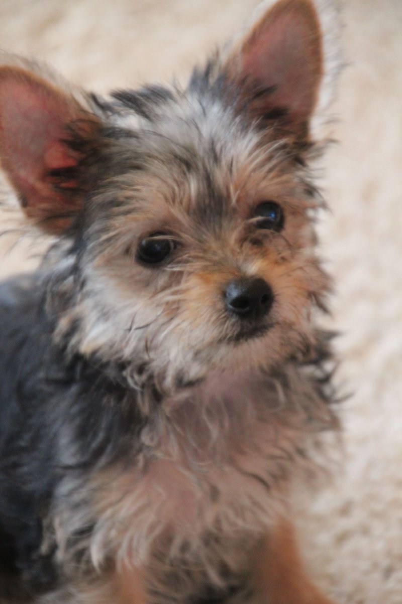 Йоркширский терьер смесь