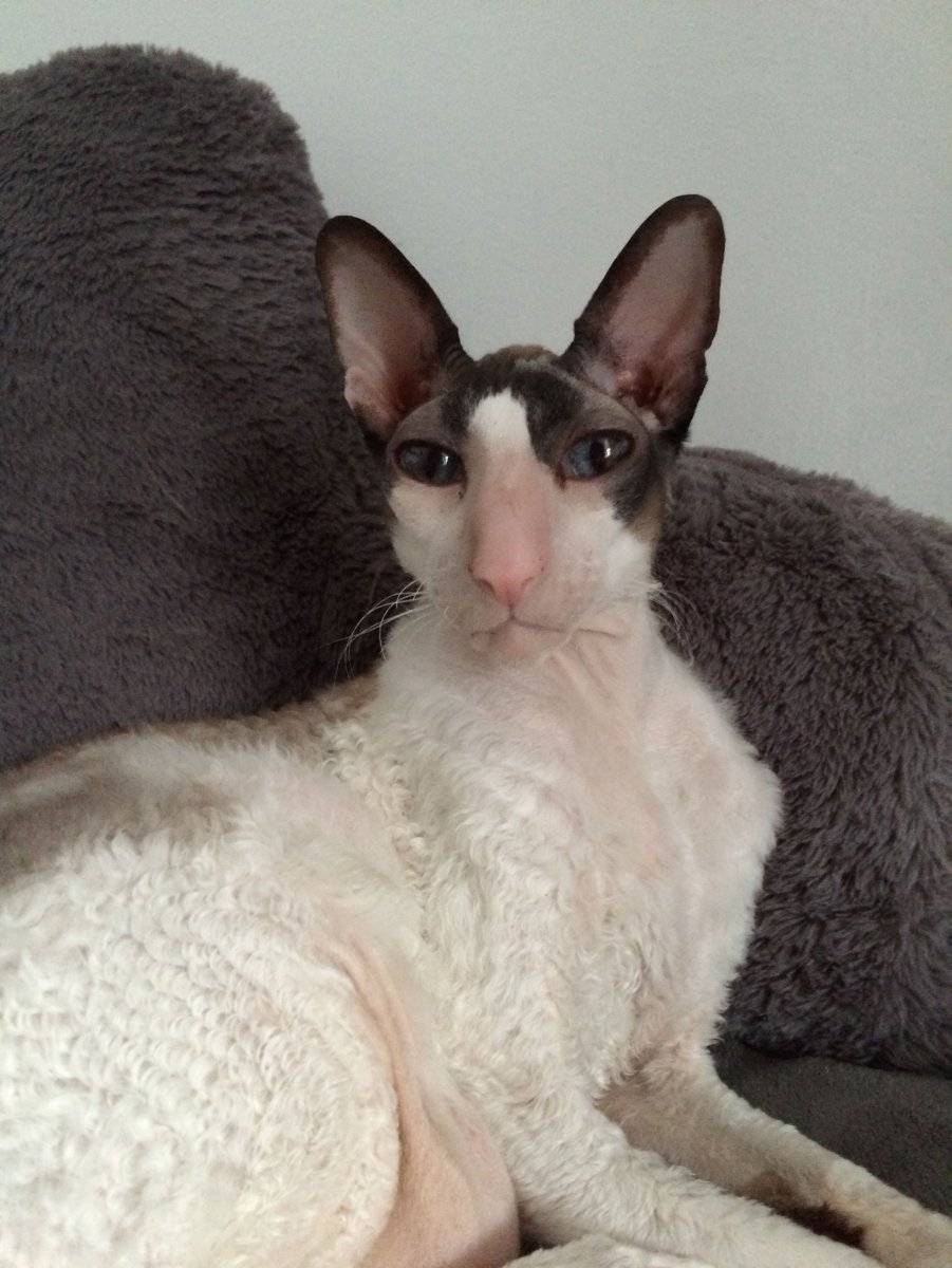 Ориентальный кот грузин