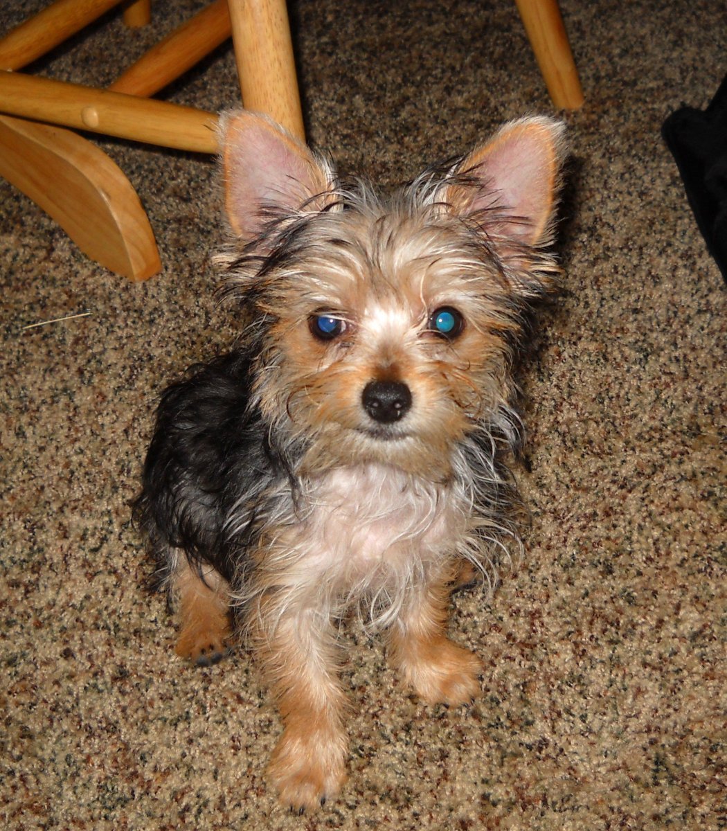 Шорки Йоркширский терьер