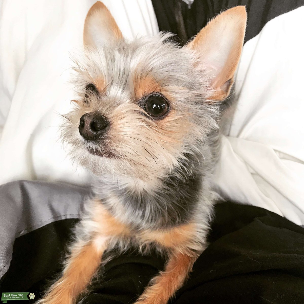 Йоркширский терьер чорки