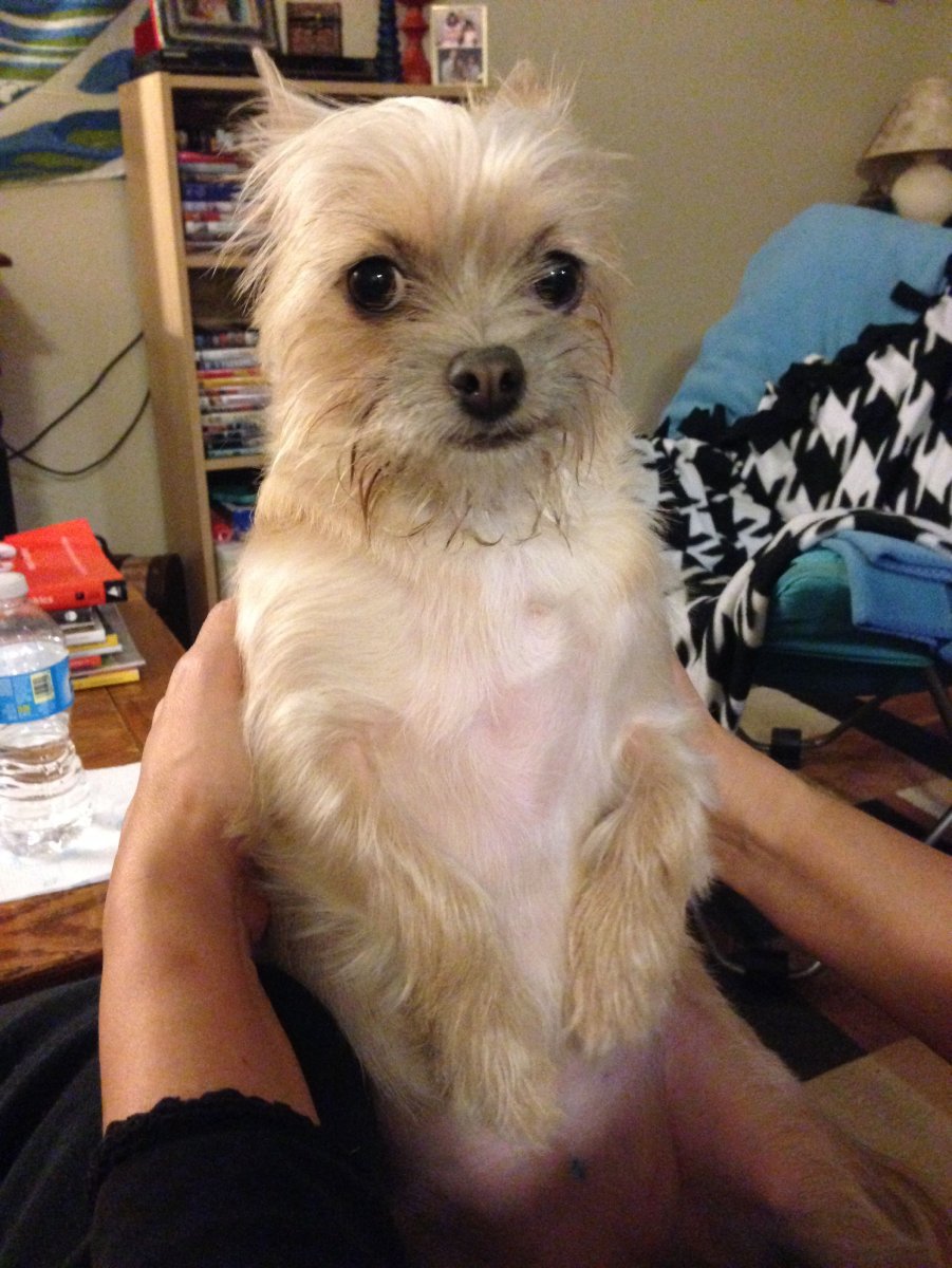 Группа собак породы чорки