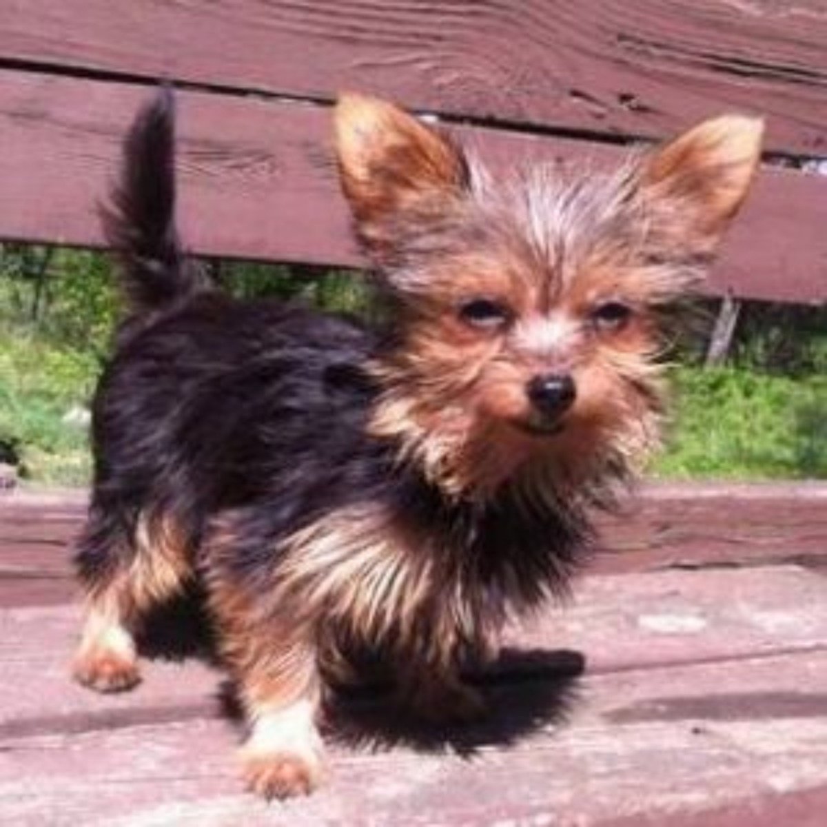 Помесь Йорка и чихуахуа