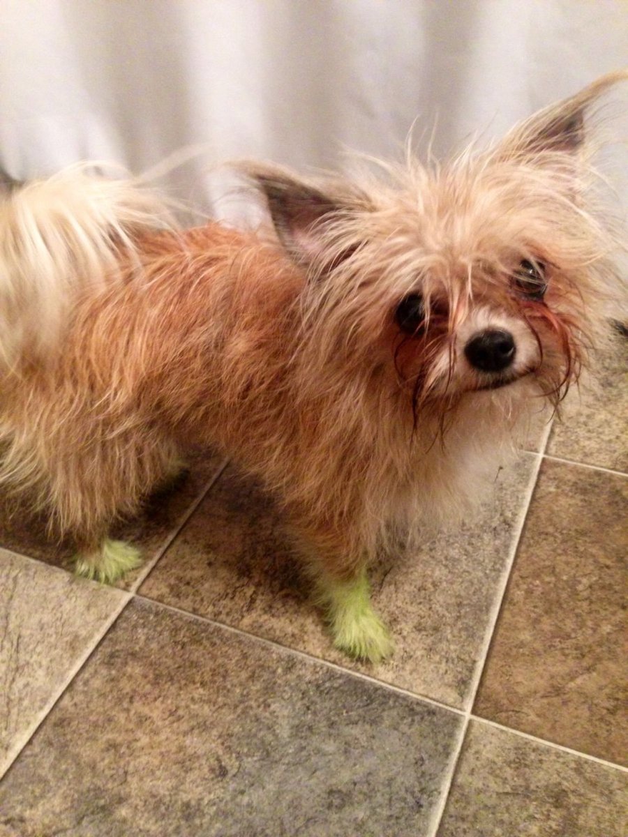 Собака на темном фоне