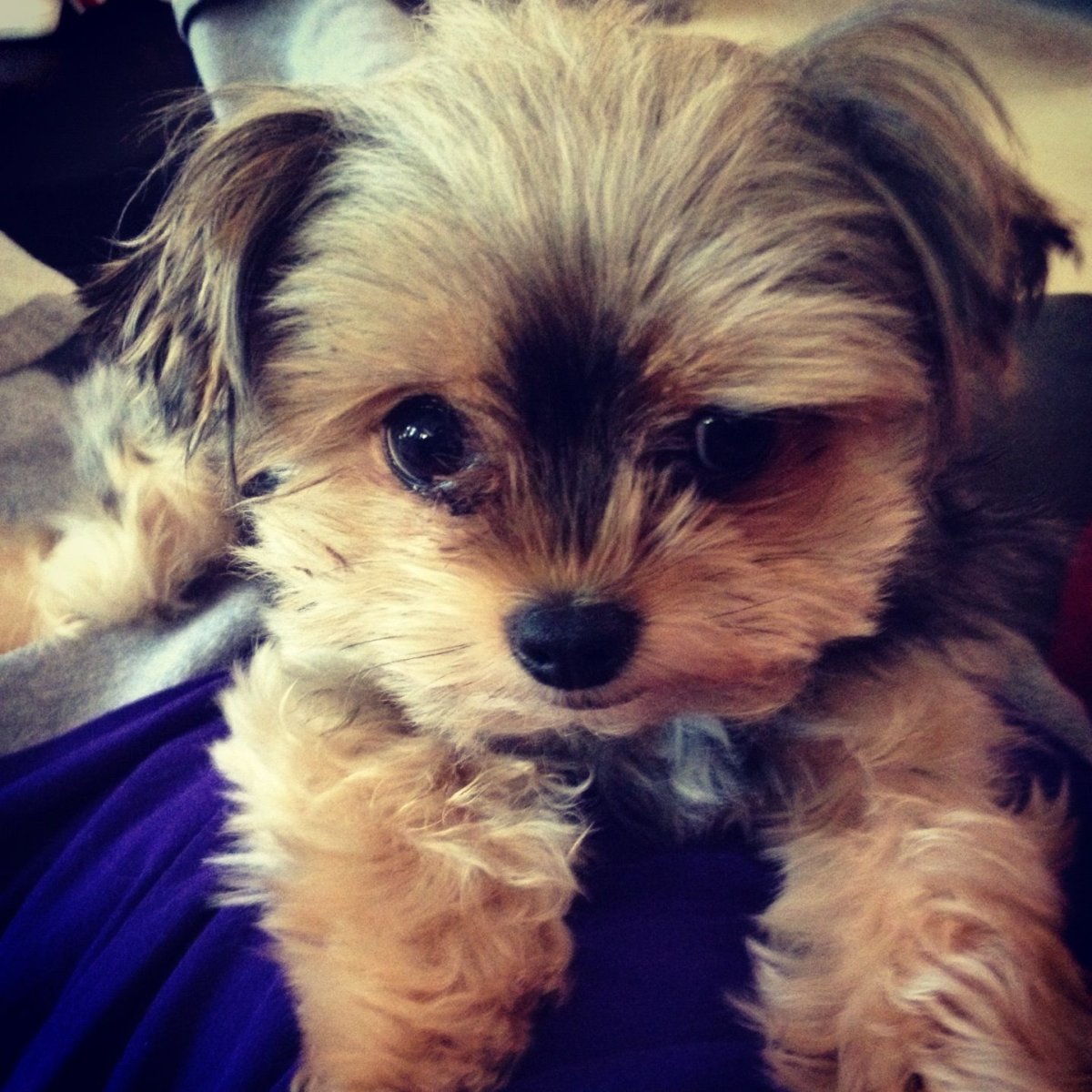 Чорки собака взрослая