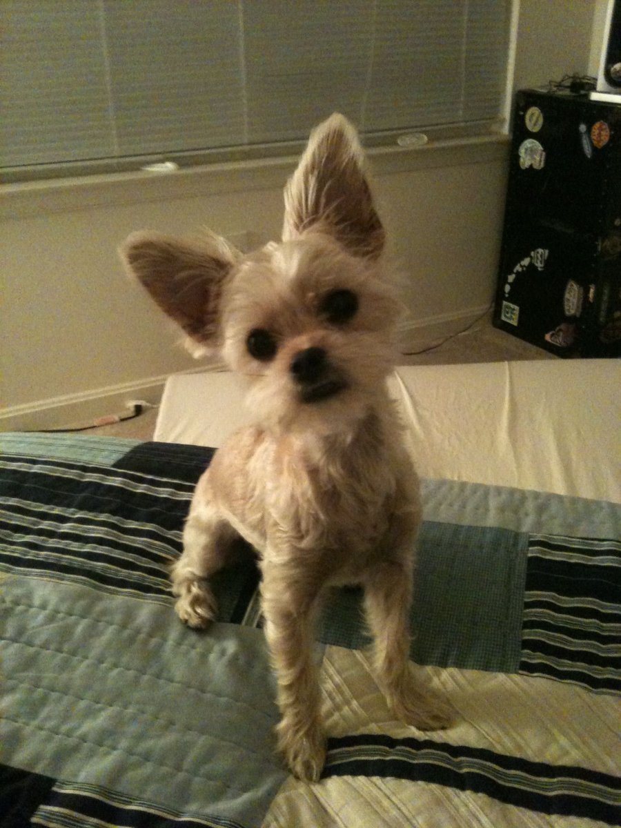 Чорки собака