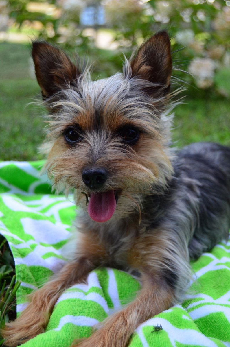 Йорк и чихуахуа