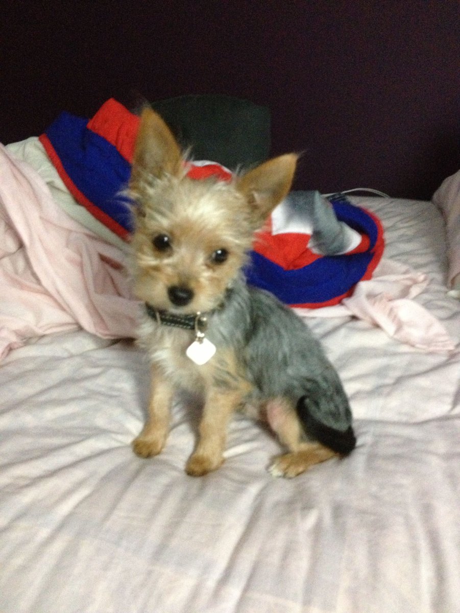 Метис чихуа и Йорка