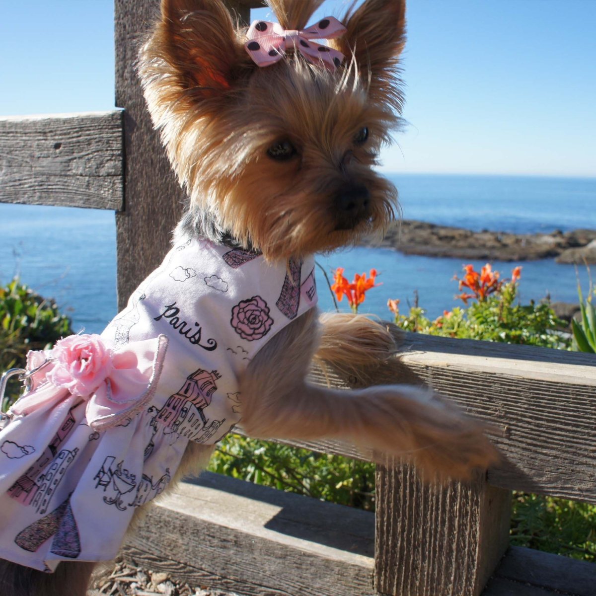 Йоркширский терьер