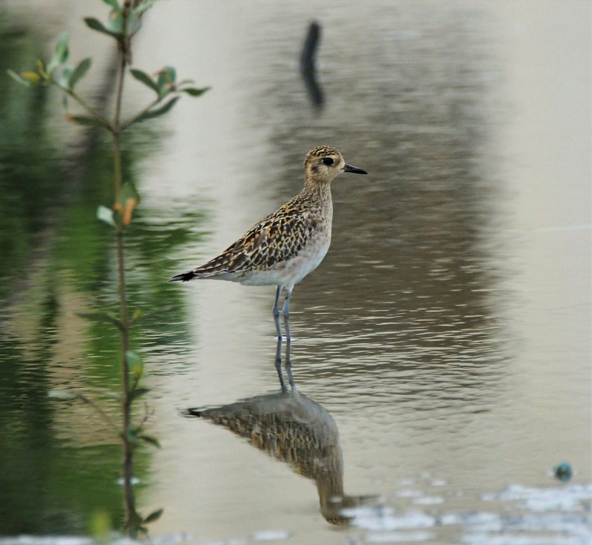 Бекас Кулик птица