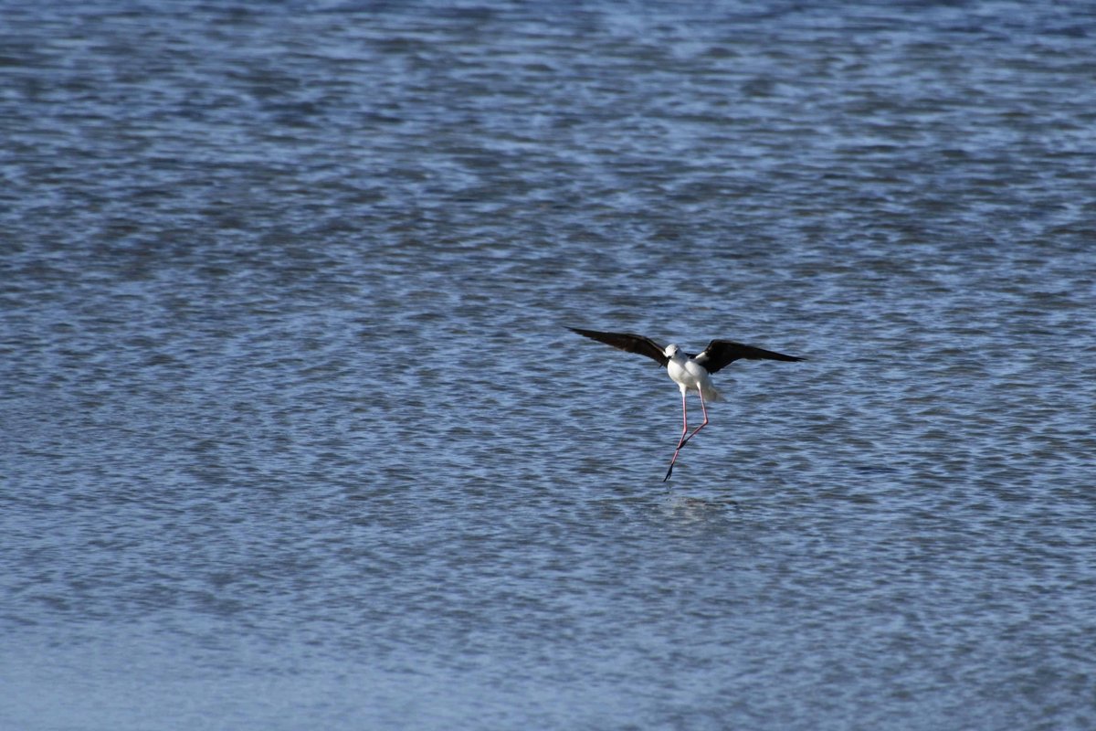 Голубая Болотная цапля