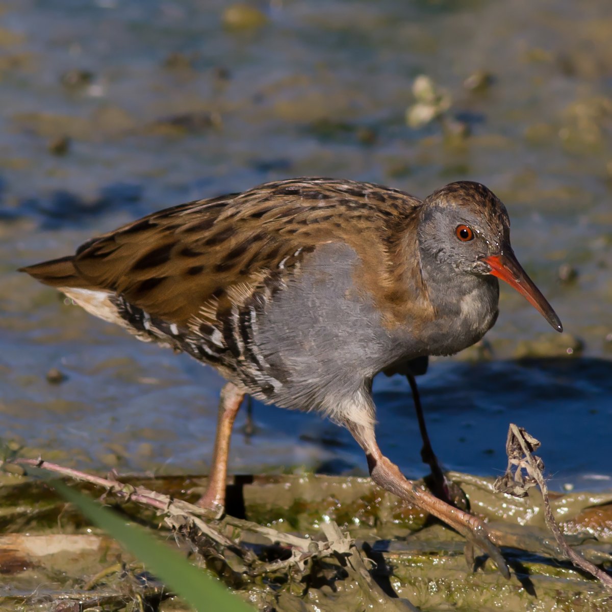 Азиатский ябиру