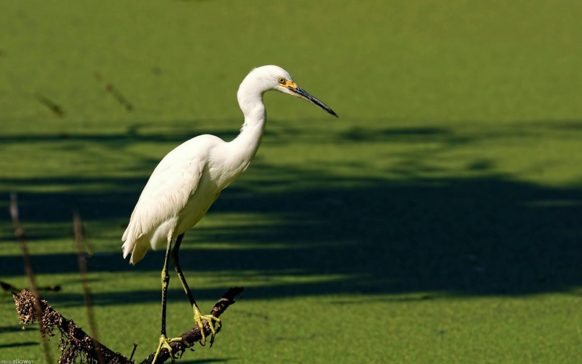 Птицы болот