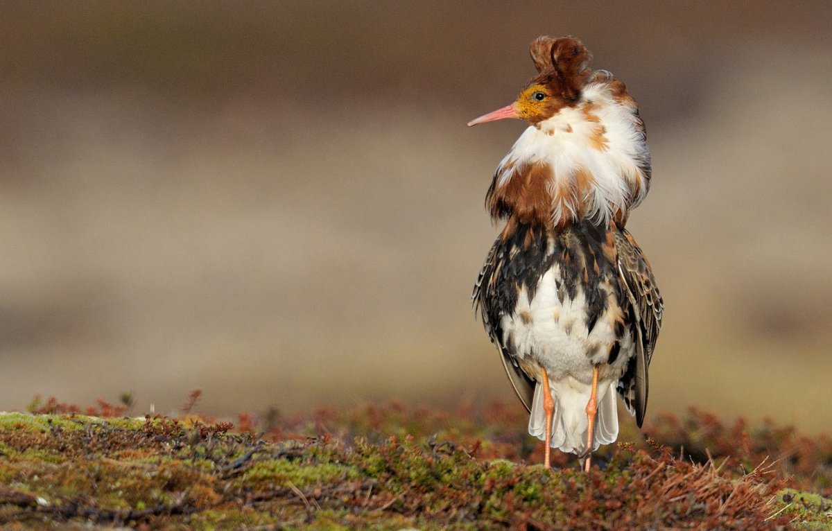 Болотный Кулик Карелии