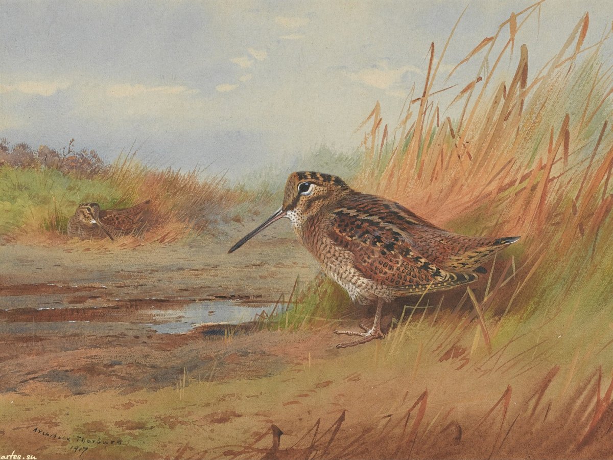 Черныш Ржанкообразные