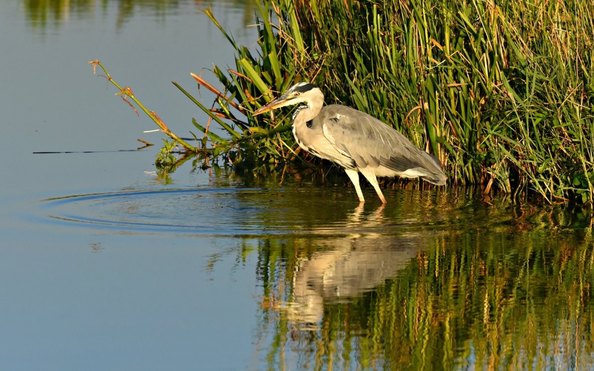 Птица Кулик вальдшнеп