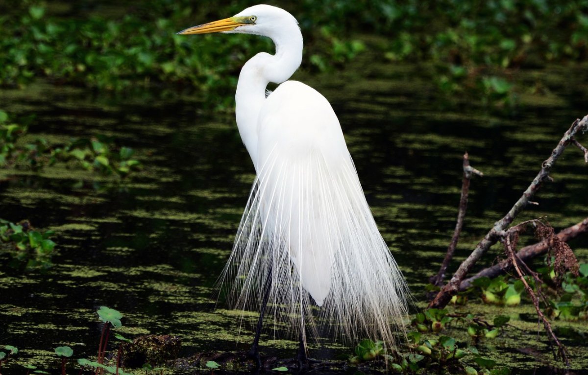 Белая Болотная цапля