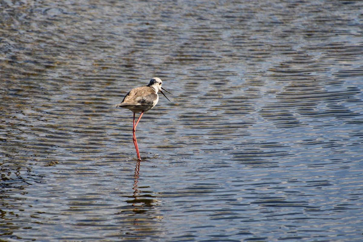 Кулик веретенник