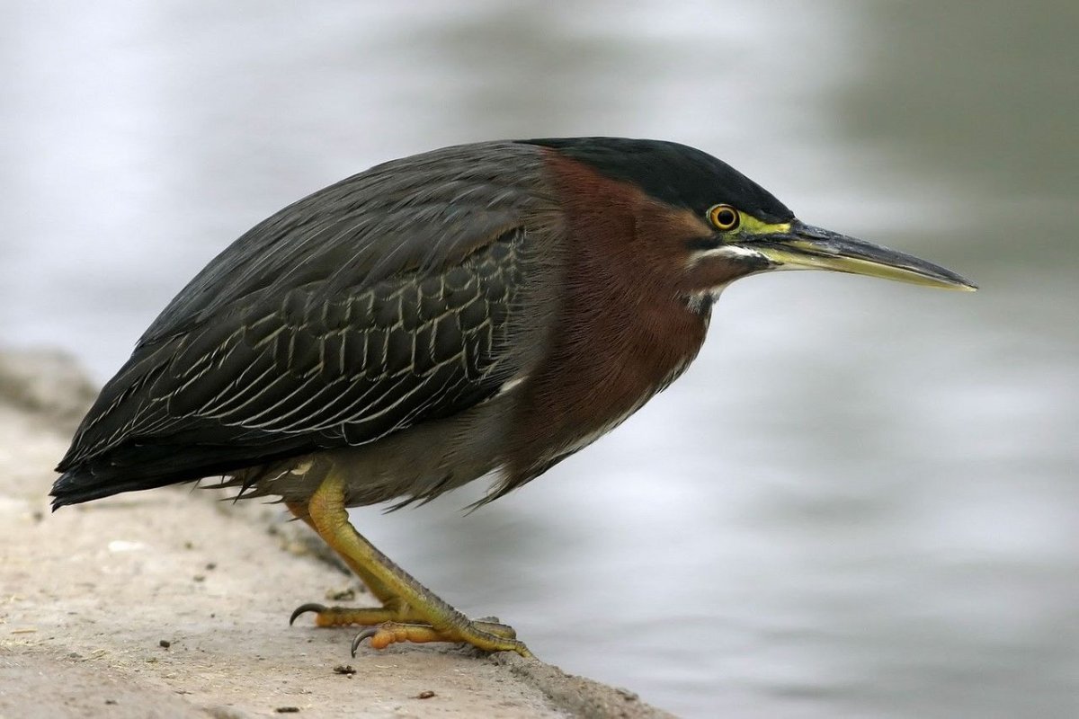 Болотная птица кроншнеп