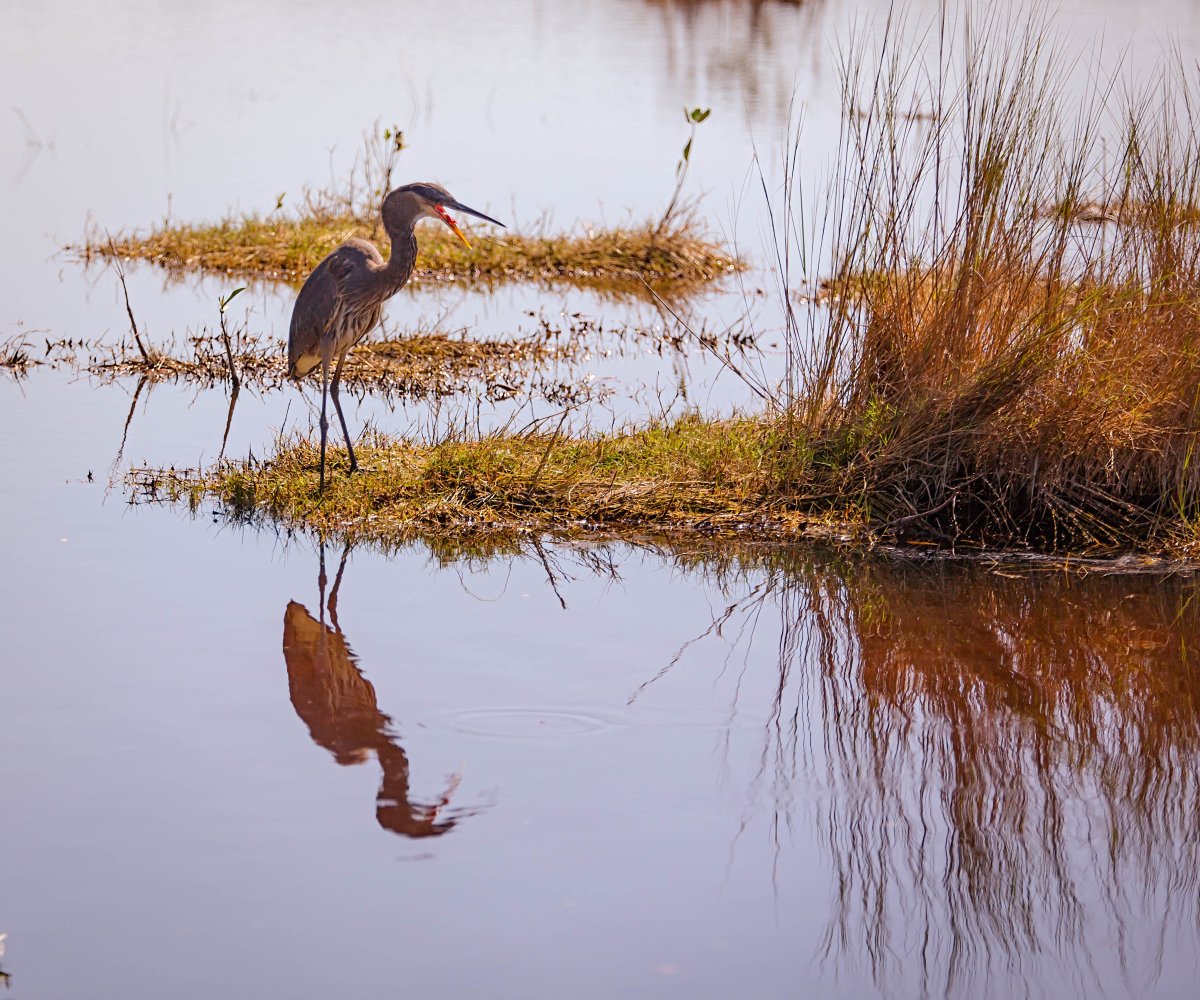 Болотные длинноногие птицы