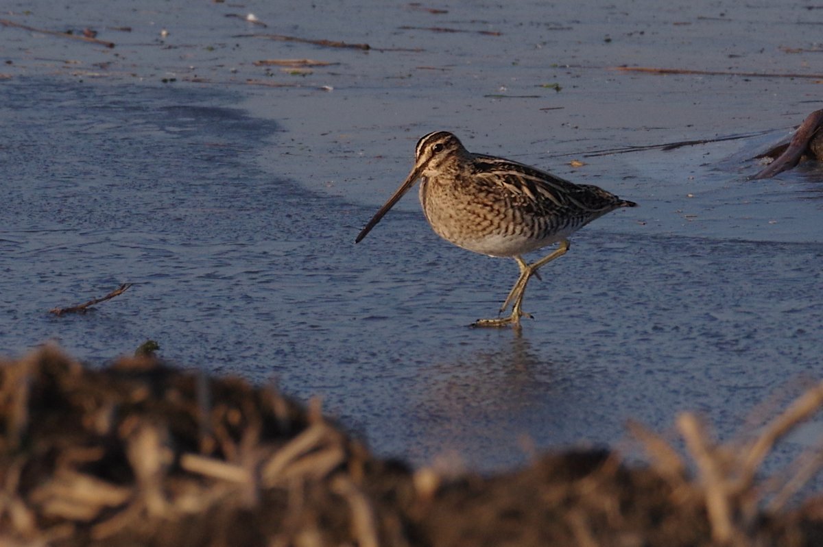 Бекас Кевин
