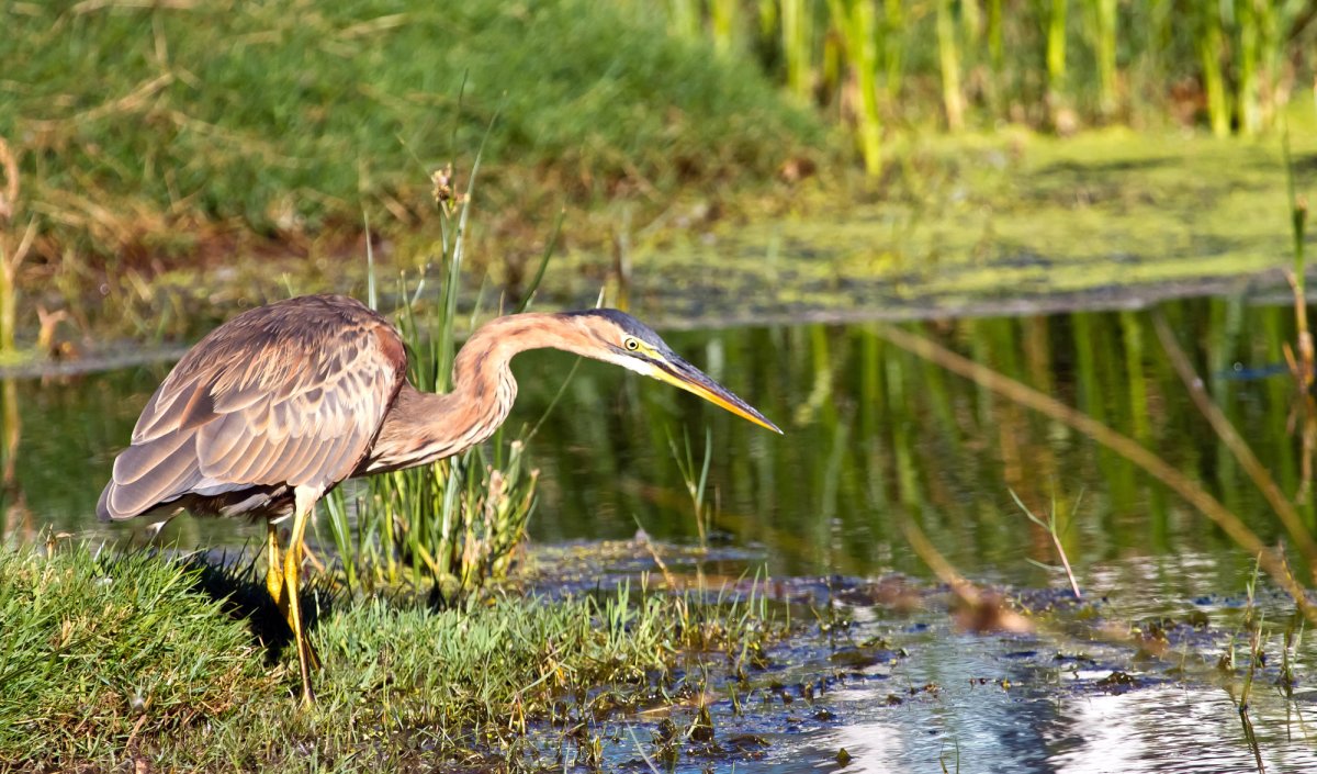 Журавлеобразные пастушковые