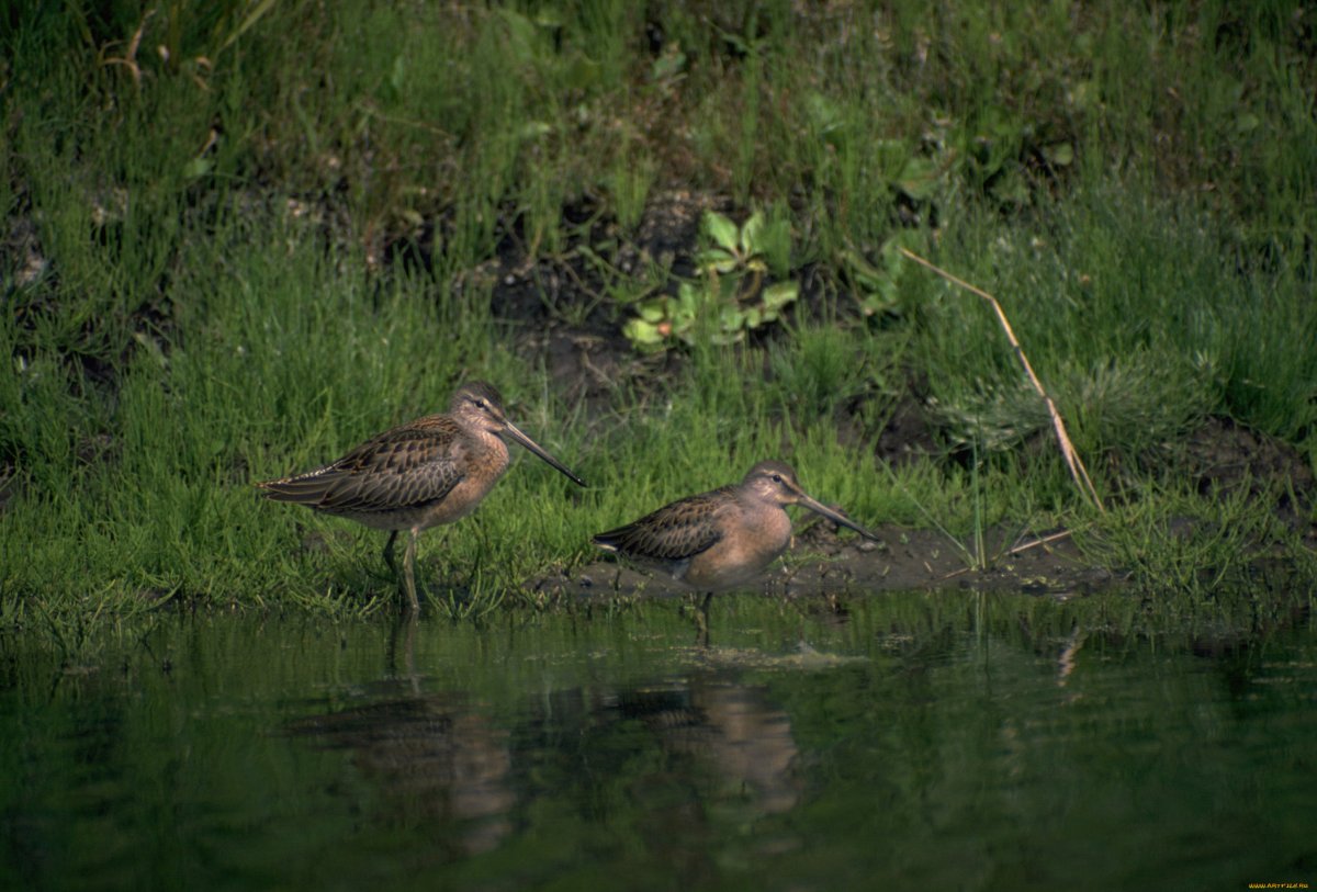 Птицы Мурманска фото Кулик Лесной