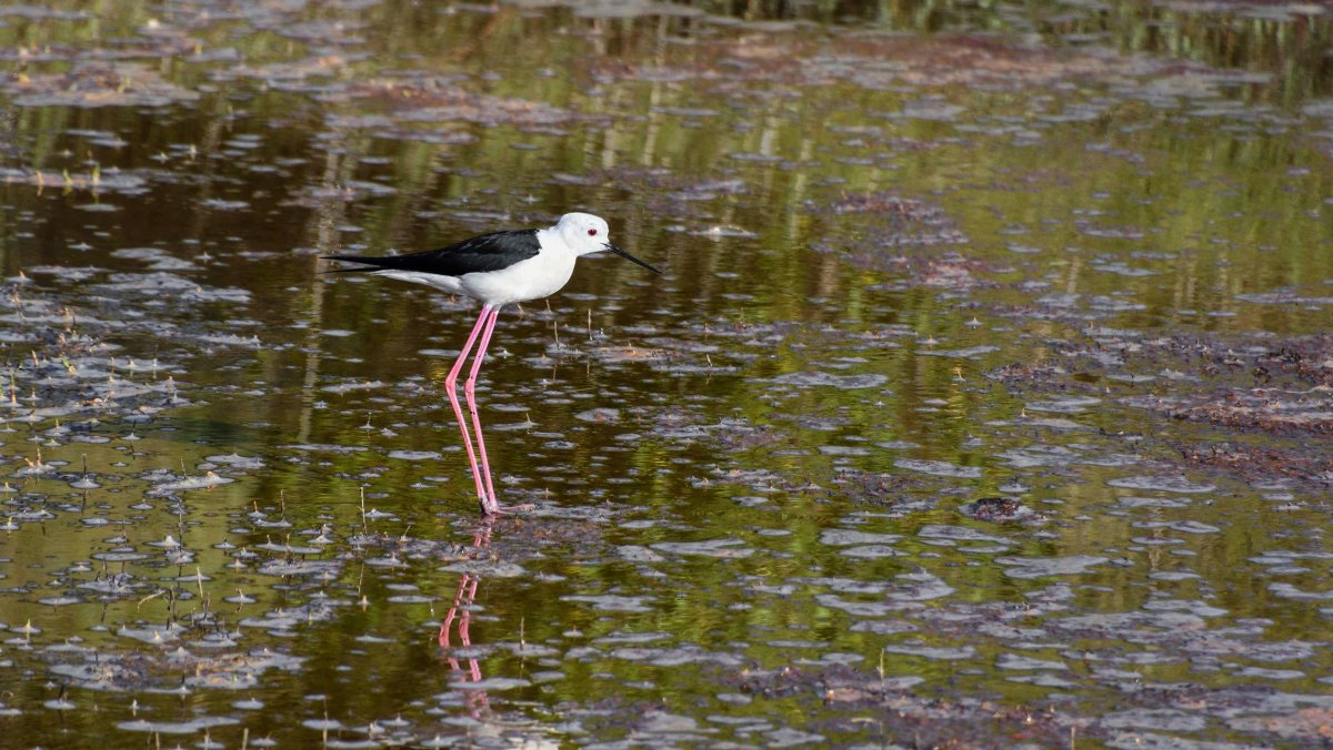 Птица топи Куба