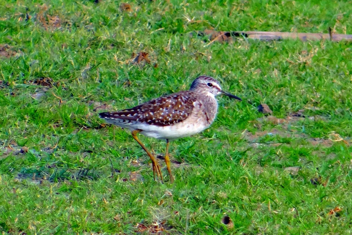 Кулик птица Болотная