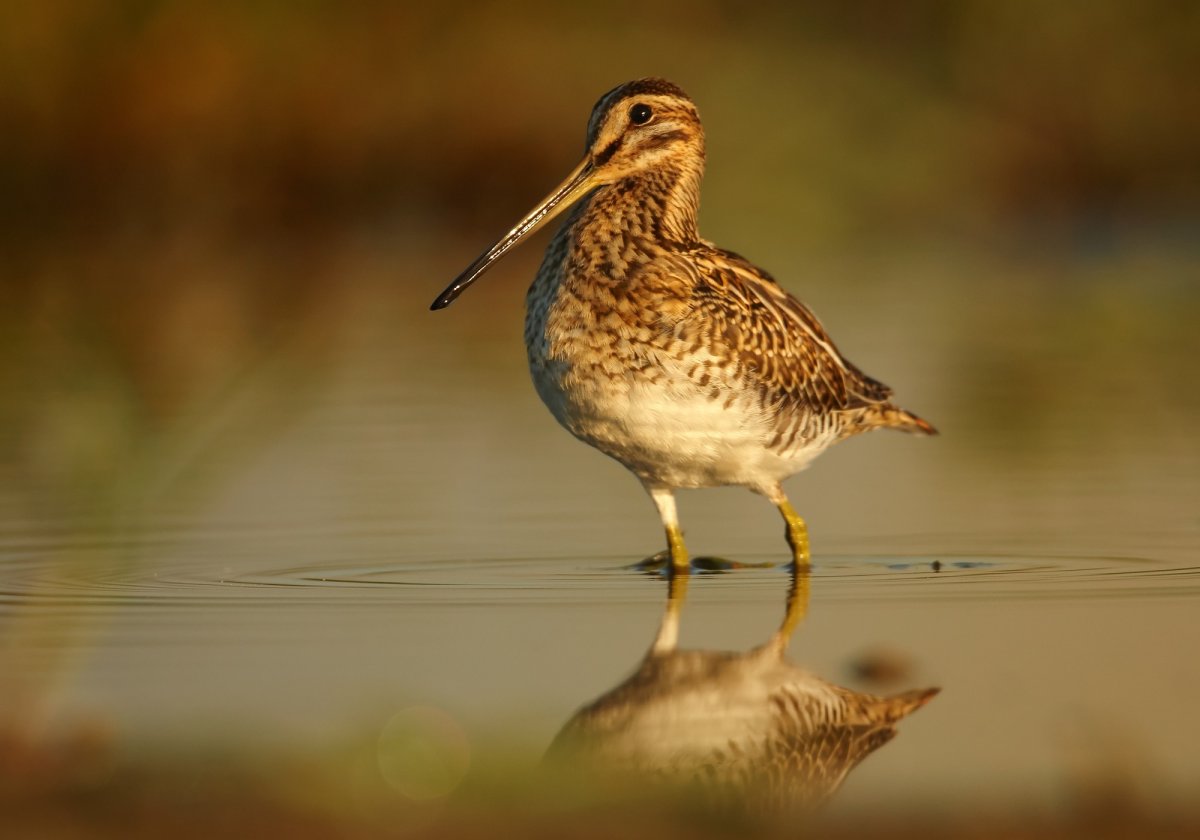 Кулик Бекас