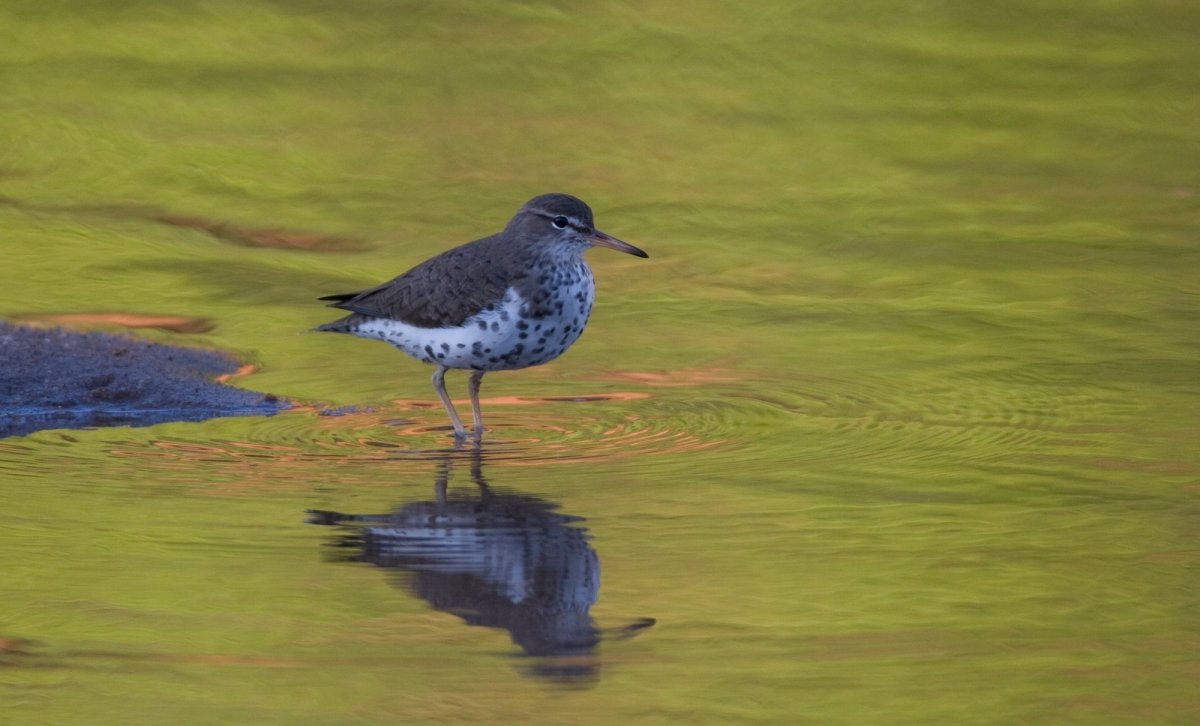 Кулик пятнистый