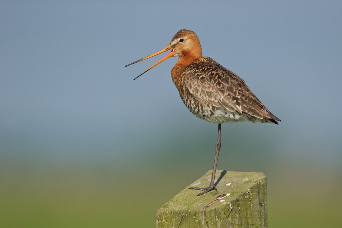 Кулик Байкальский