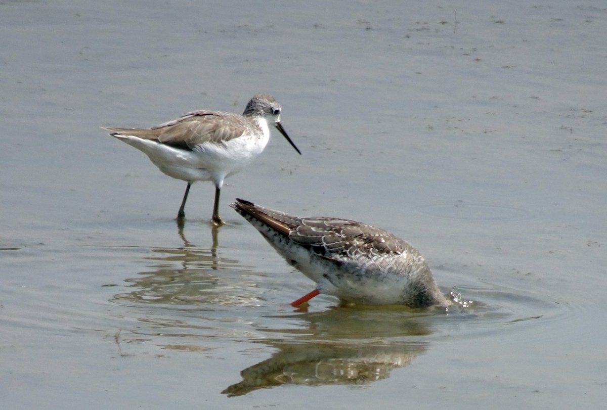 Болотная кваква