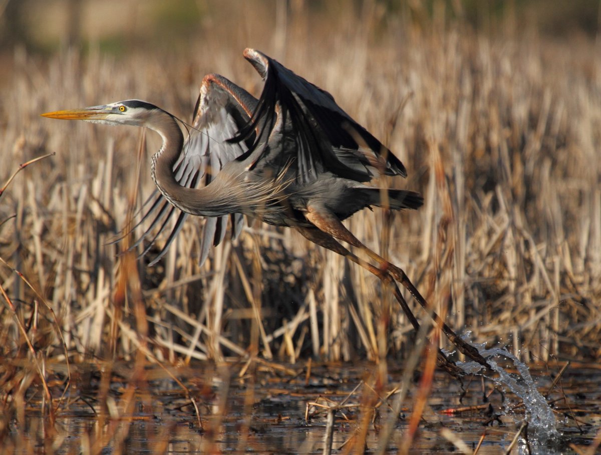 Болотная цапля