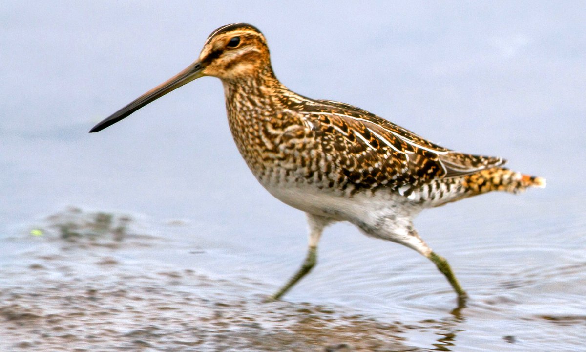 Птицы которые обитают на болоте