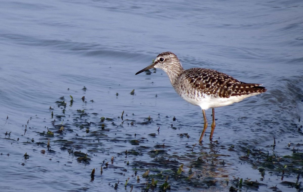 Кулик птица Болотная