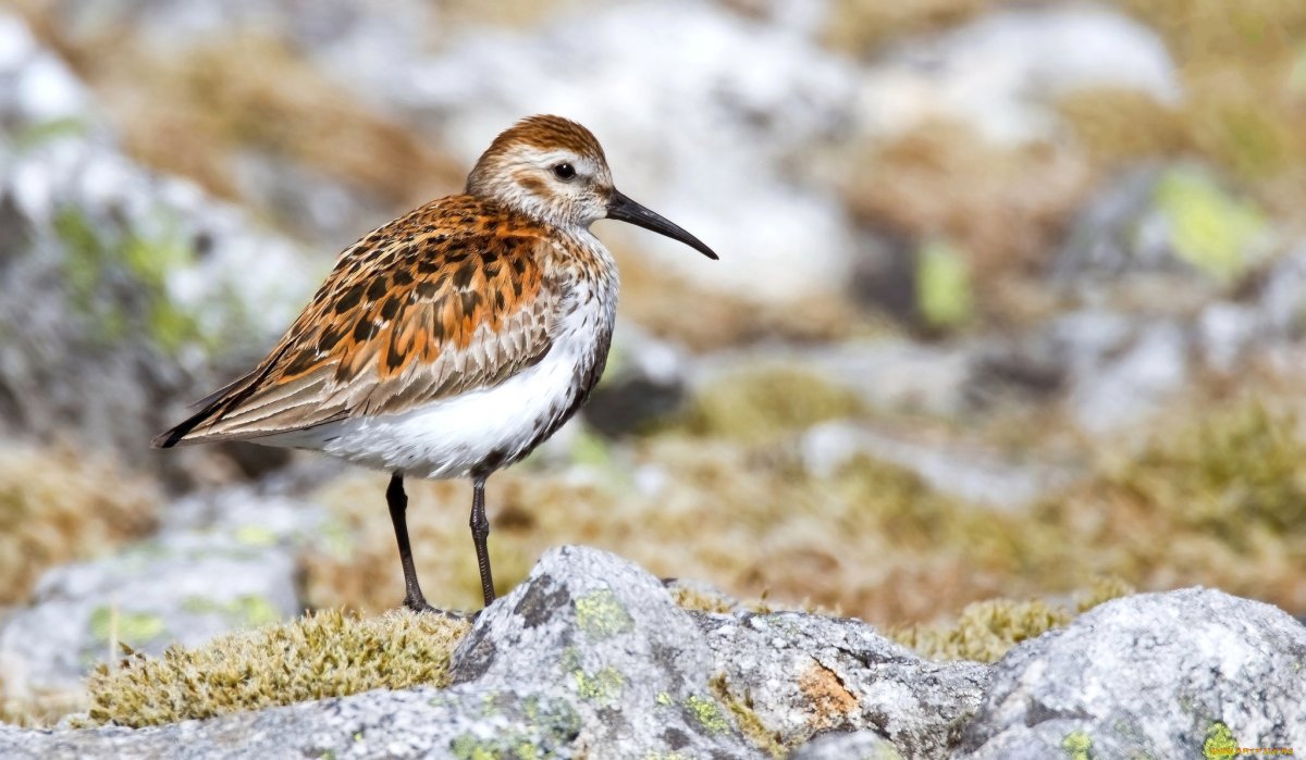 Птица с ногами ходулями кроссворд