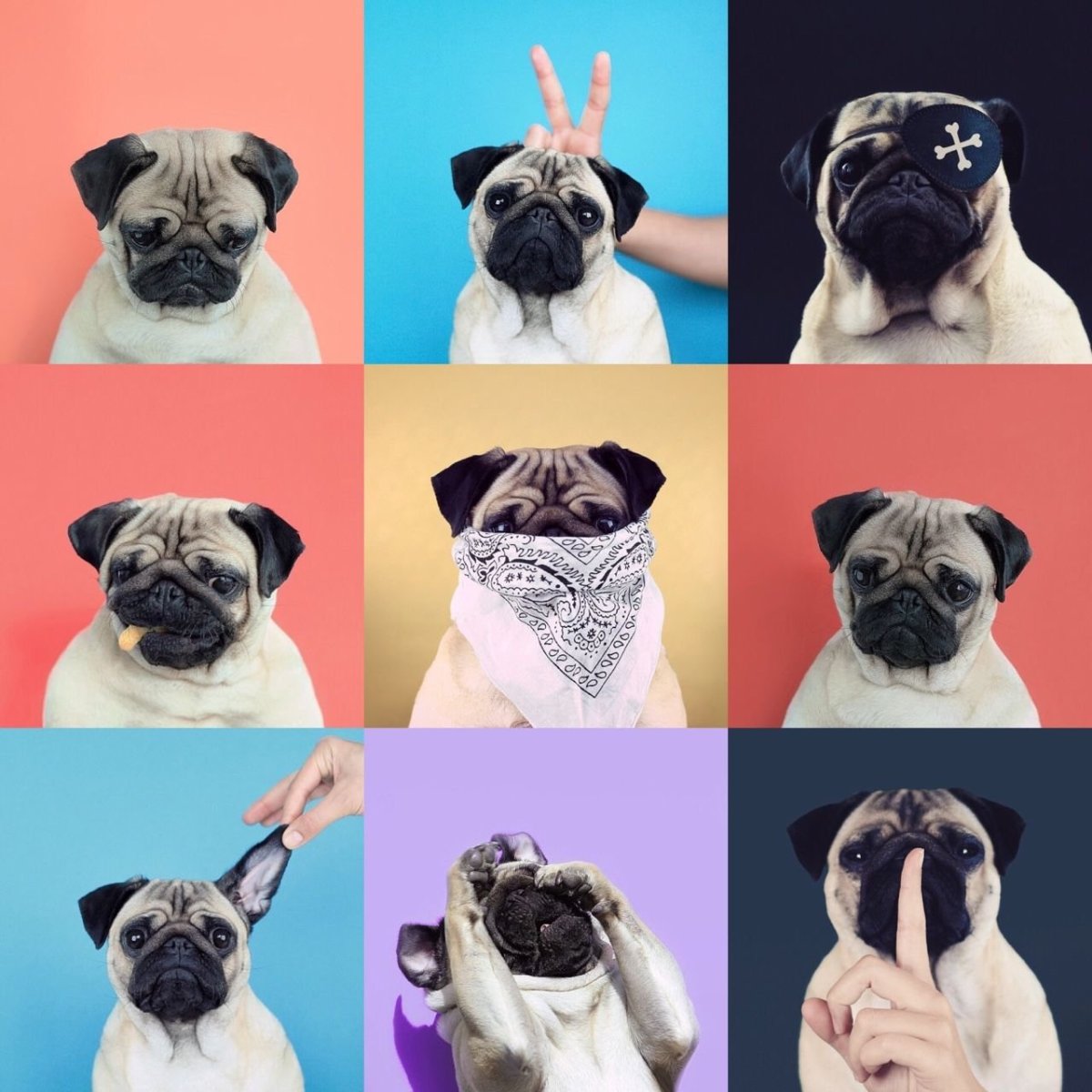 Мопс в одежде