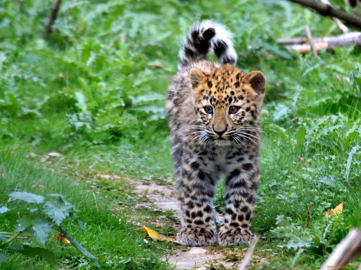 Картинки на рабочий стол животные крутые