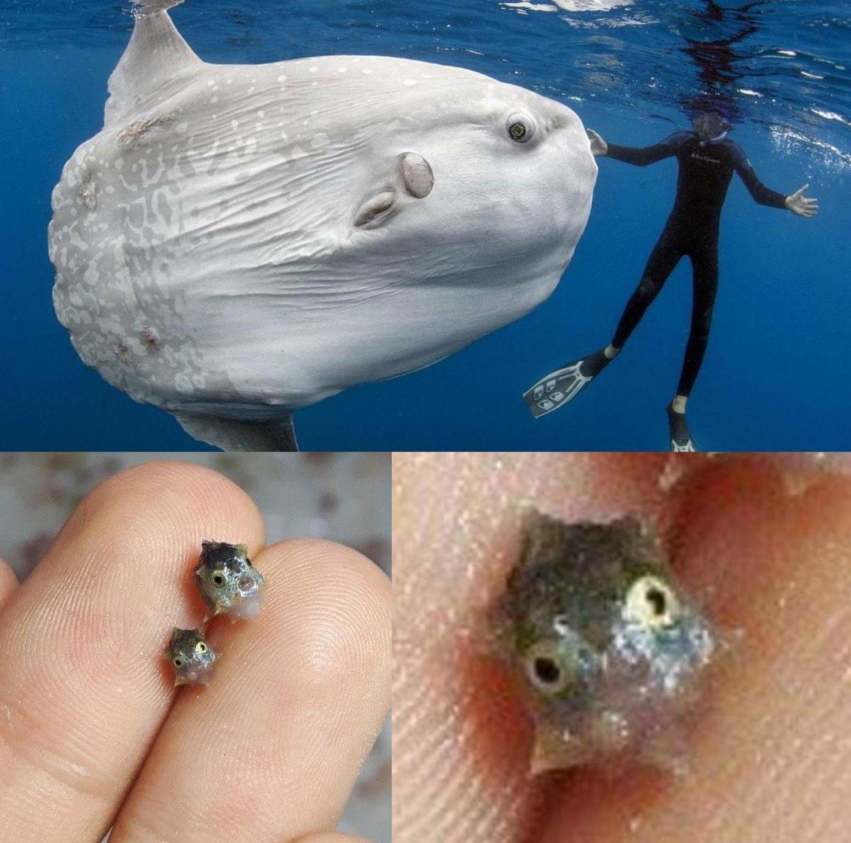 Рыба Луна икра